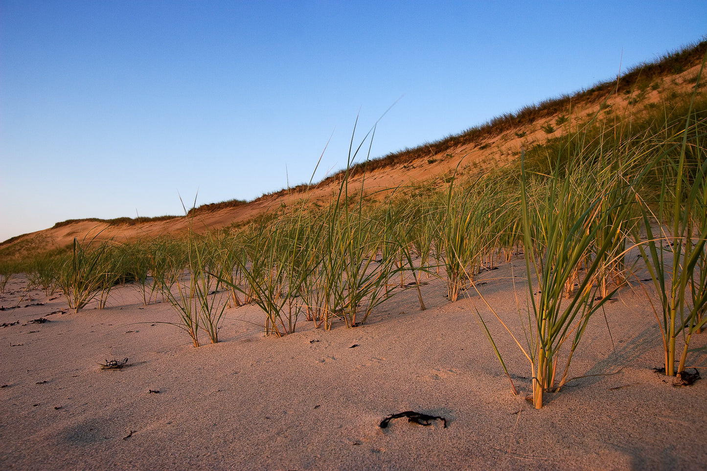 Outer Cape Dunes