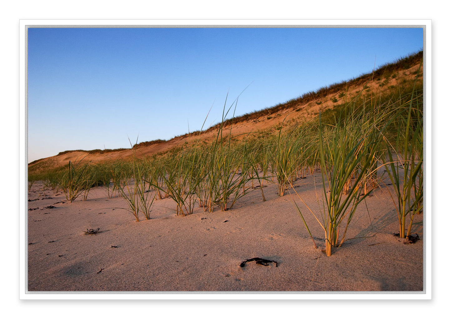 Outer Cape Dunes