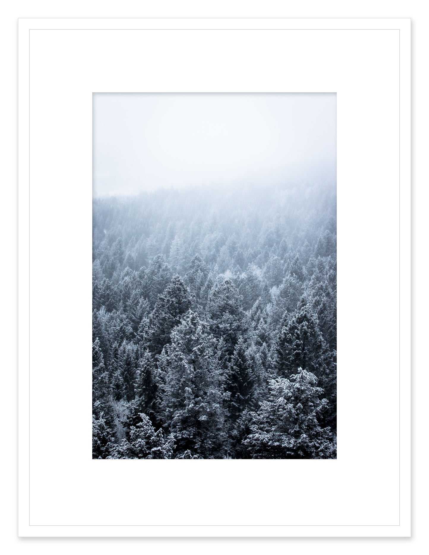 Wyoming Forest