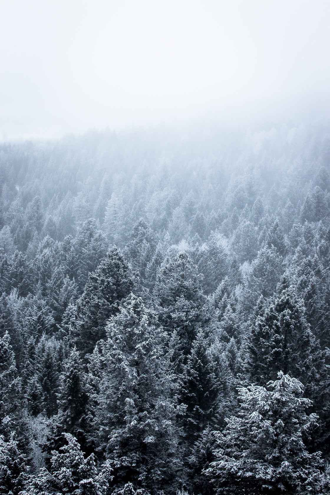 Wyoming Forest