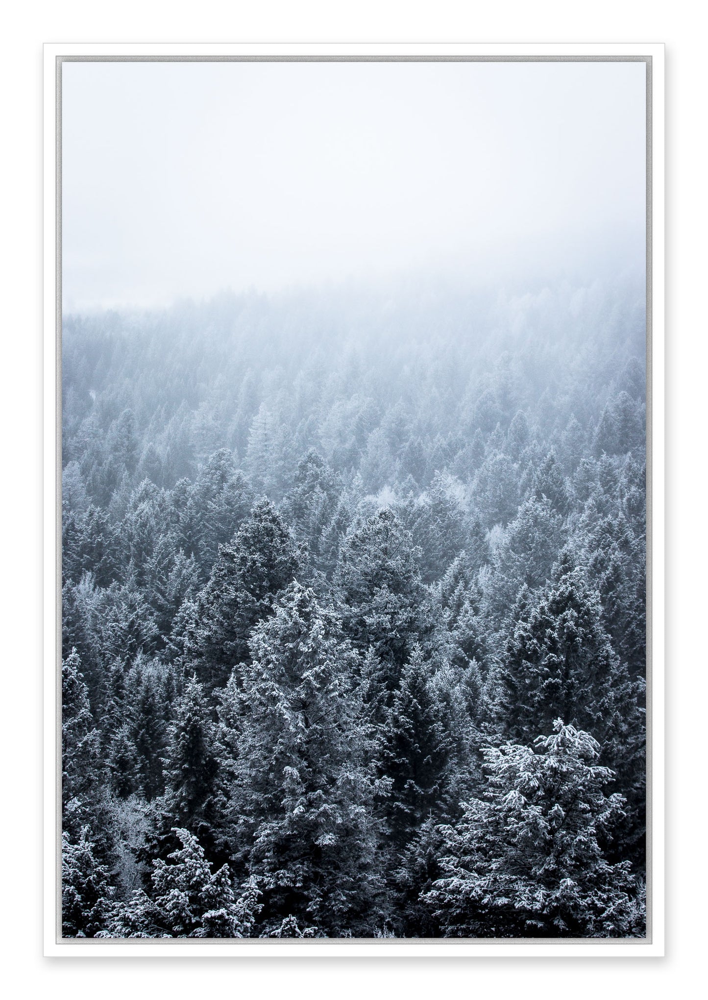 Wyoming Forest