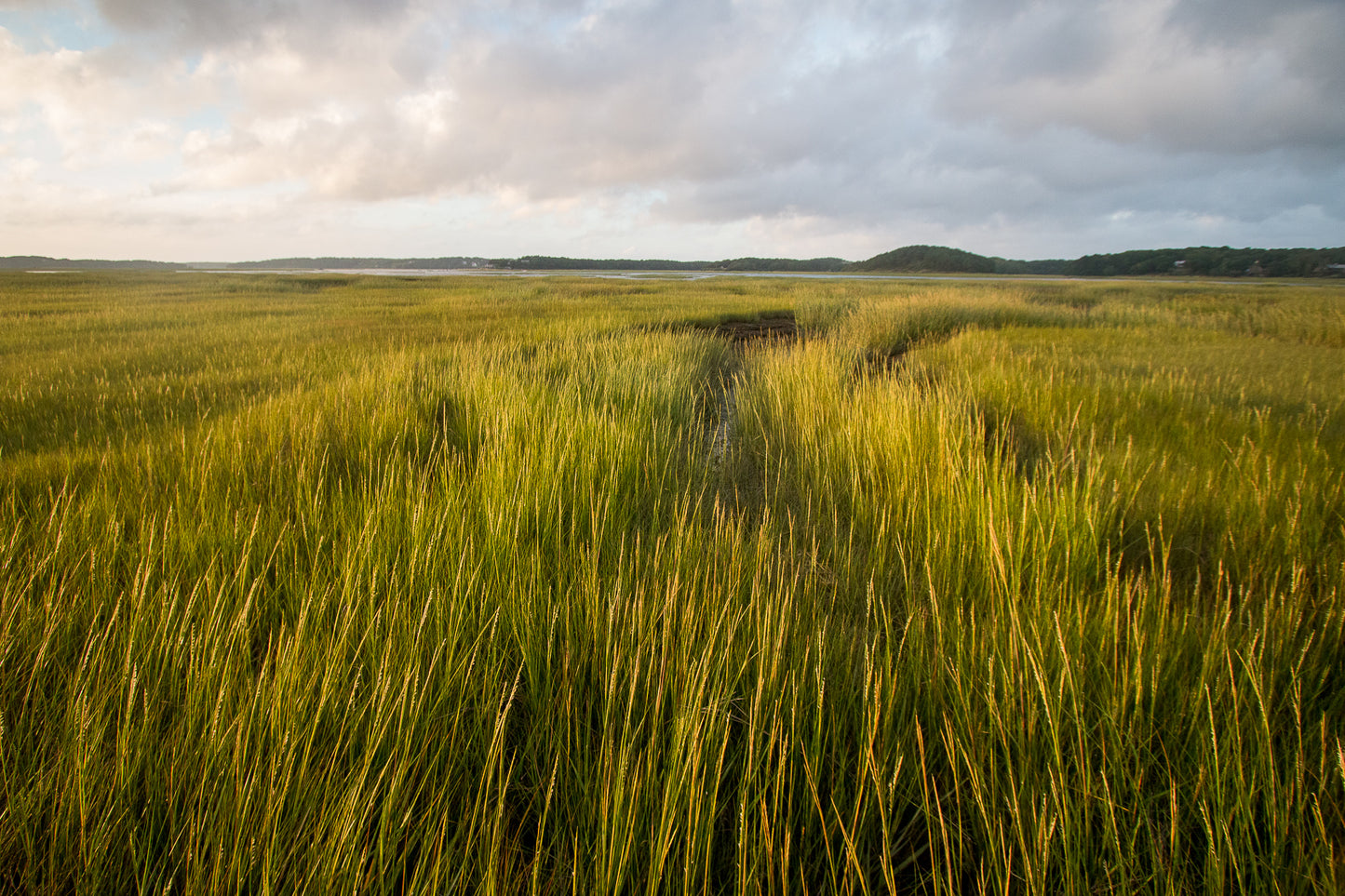 Estuary, Cape Cod