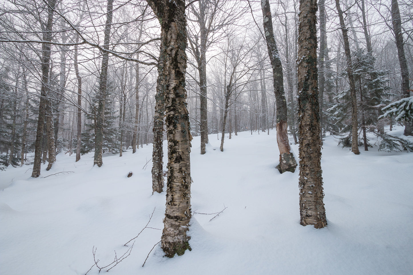 Fresh snow and fog, Maine woods