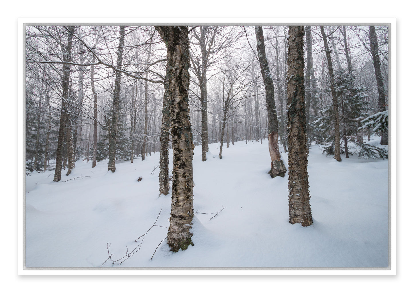 Fresh snow and fog, Maine woods