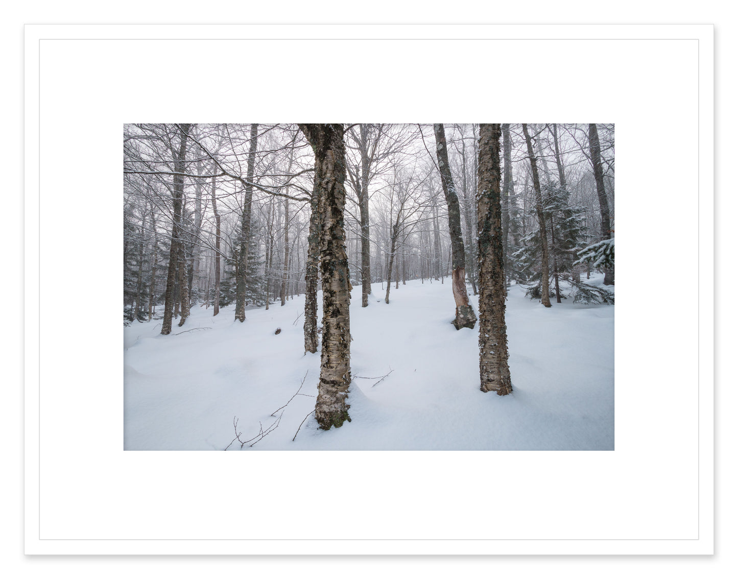 Fresh snow and fog, Maine woods